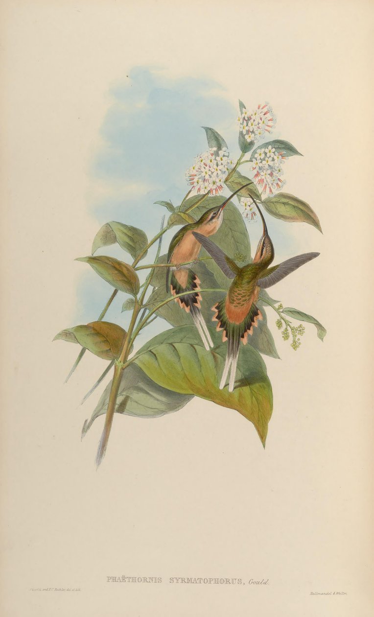 Phaethornis syrmatophorus von John Gould