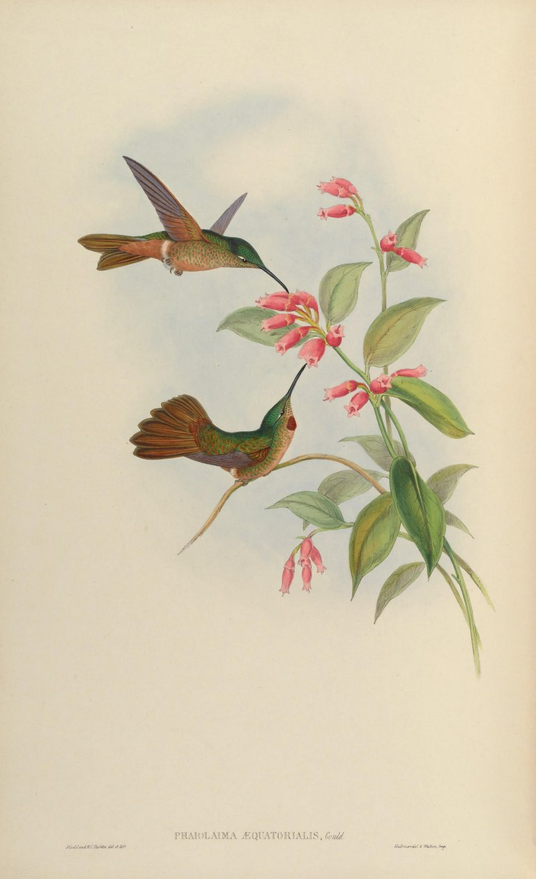 Phaiolaema aequatorialis = Heliodoxa rubinoides aequatorialis von John Gould