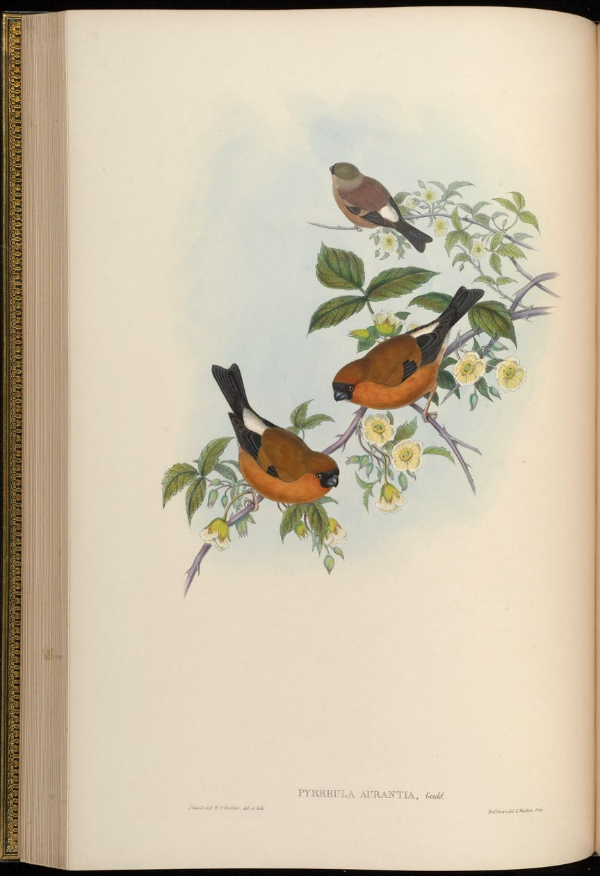 Pyrrhula aurantia = Pyrrhula aurantiaca von John Gould