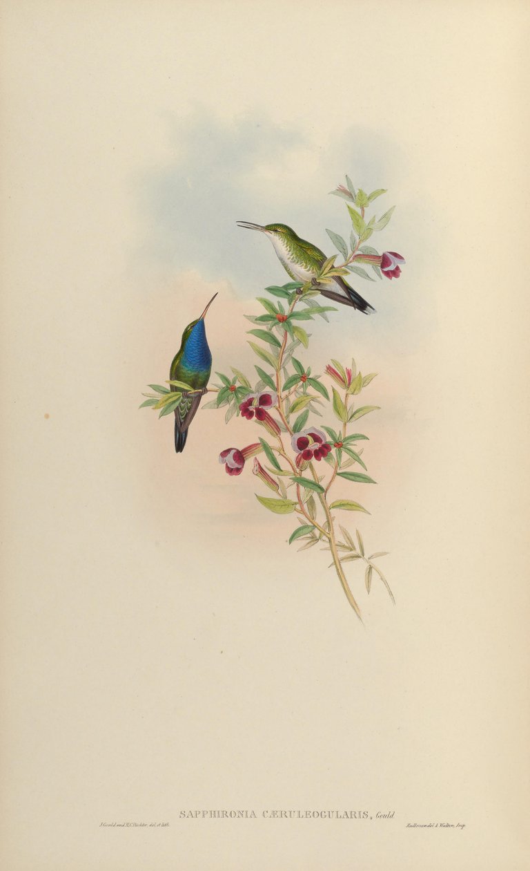 Sapphironia caeruleogularis = Lepidopyga caeruleogularis von John Gould