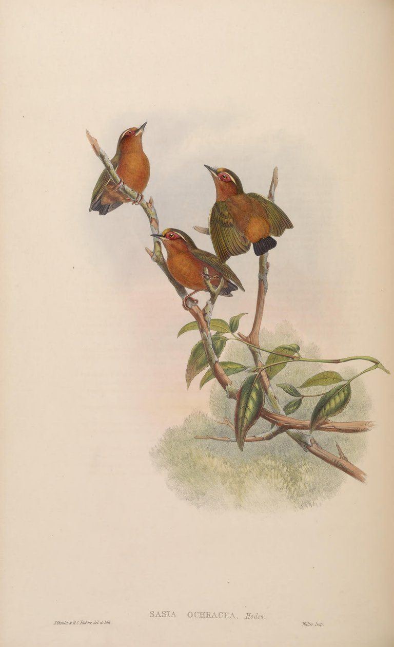 Sasia ochracea von John Gould
