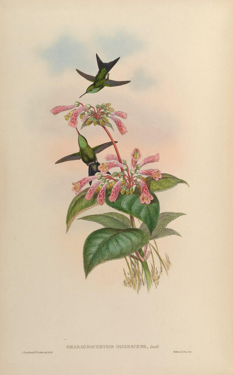Smaragdochrysis iridescens von John Gould
