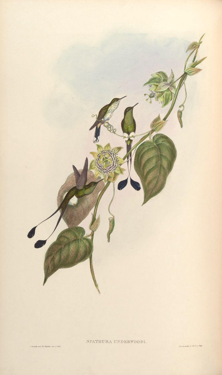 Spathura underwoodi = Ocreatus underwoodii melanantherus von John Gould