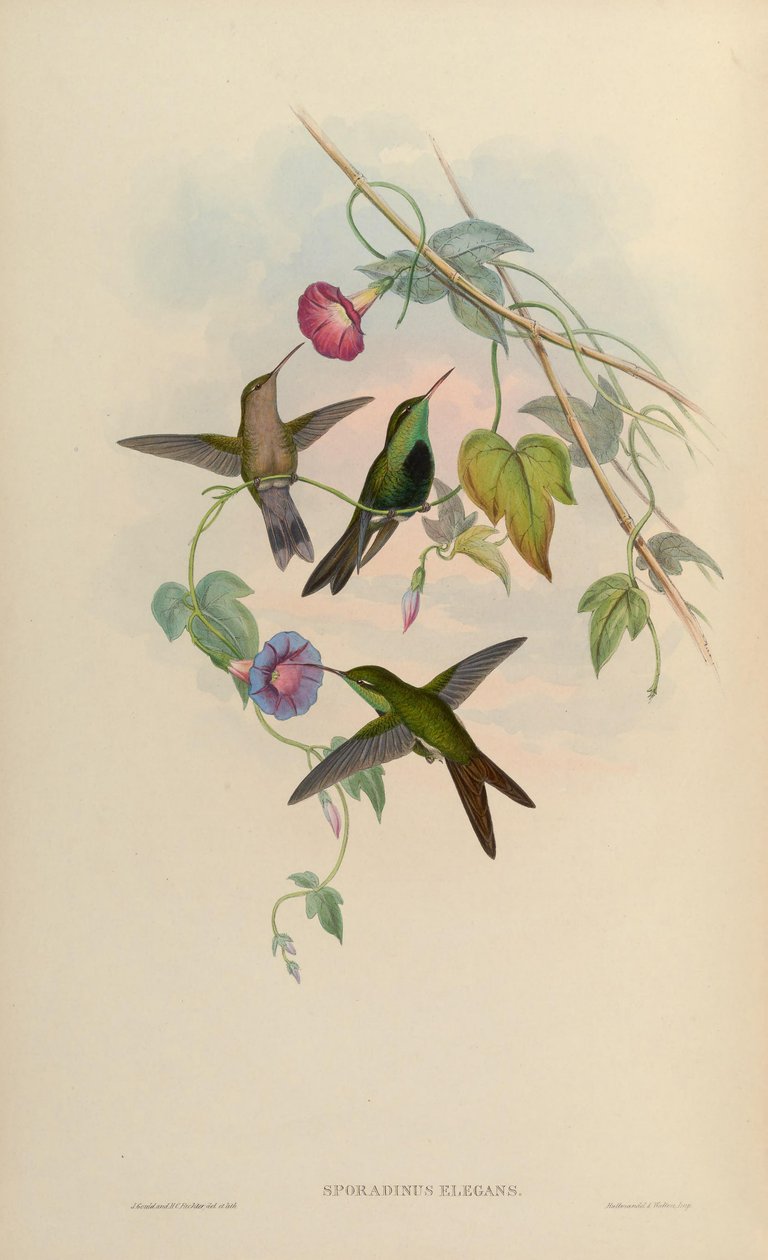 Sporadinus elegans = Chlorostilbon swainsonii von John Gould