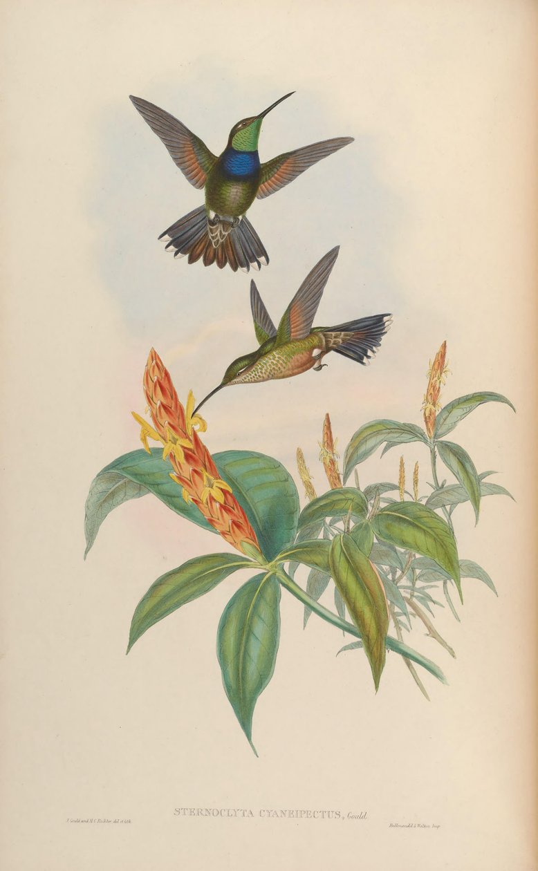 Sternoclyta cyanopectus von John Gould