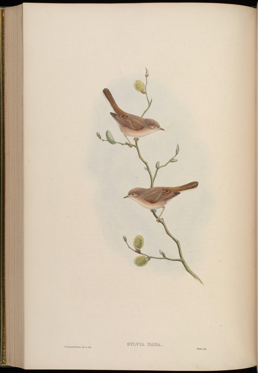 Sylvia nana von John Gould