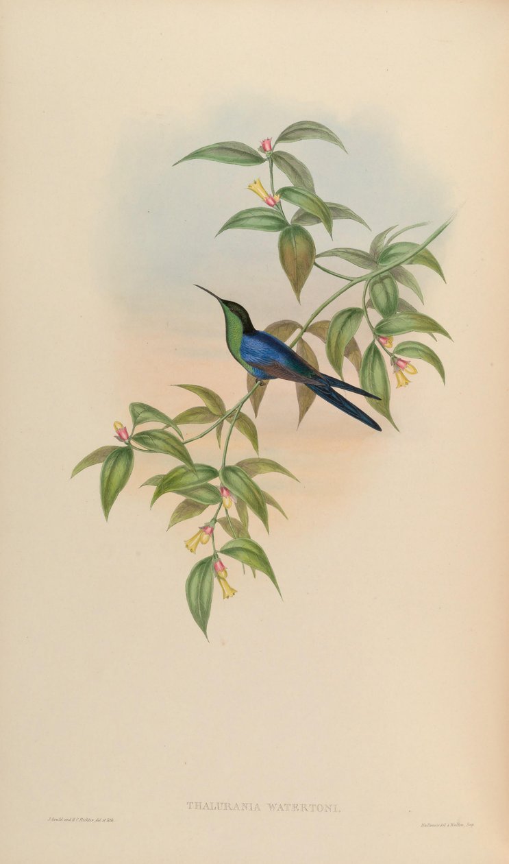 Thalurania watertonii von John Gould