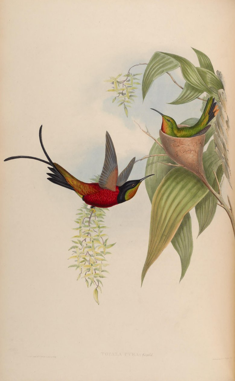 Topaza Pyra von John Gould