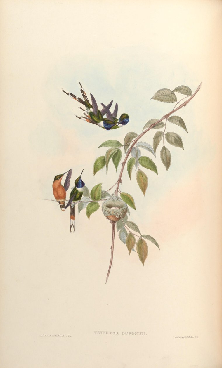 Tryphaena duponti = Tilmatura duponti von John Gould