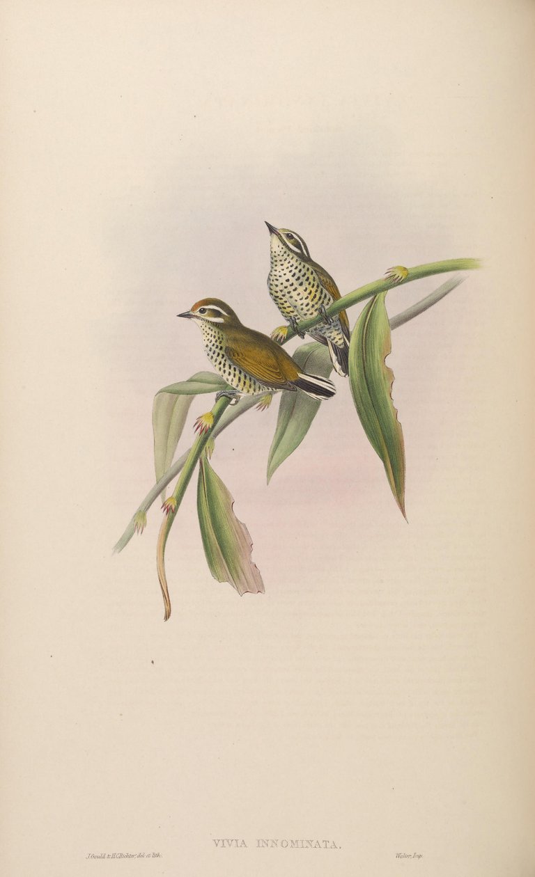 Vivia innominata = Picumnus innominatus von John Gould