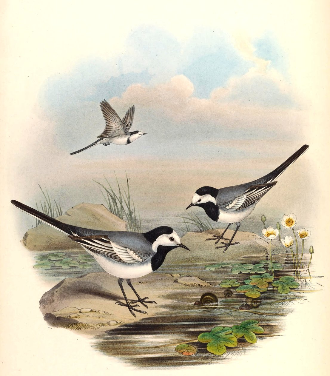 Bachstelze (Pied Wagtail) Motacilla alba Linnaeus von John Gould