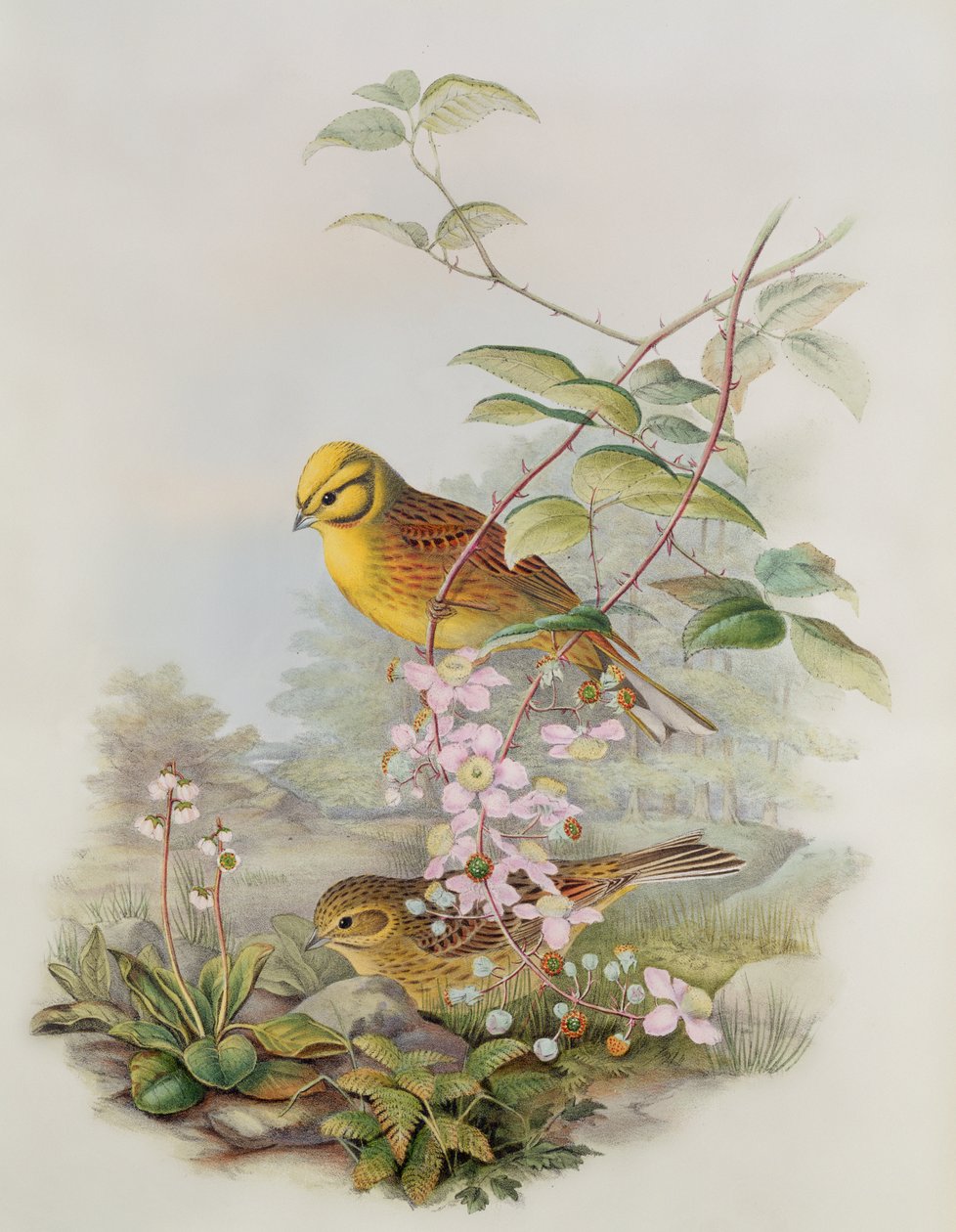 Goldammer, 1873 von John Gould