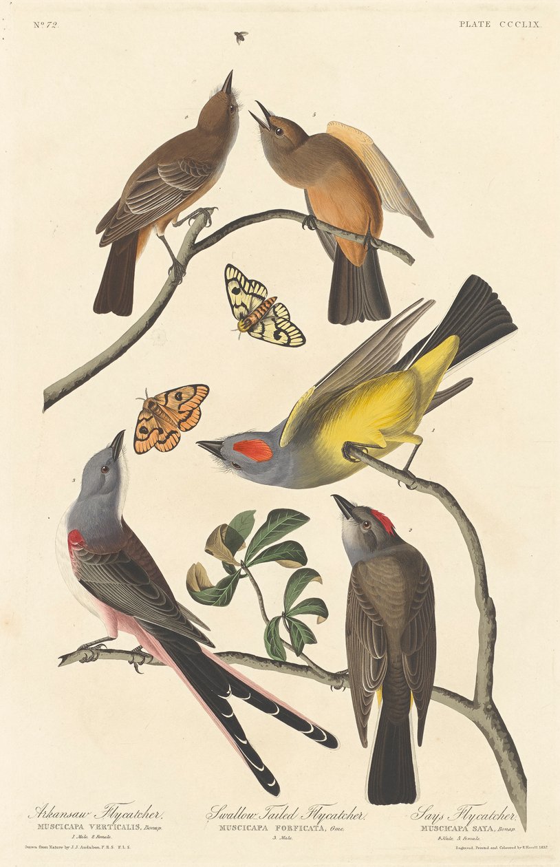 Arkansaw-Fliegenschnäpper, Schwalbenschwanz-Fliegenschnäpper und Says Fliegenschnäpper, 1837 von John James Audubon