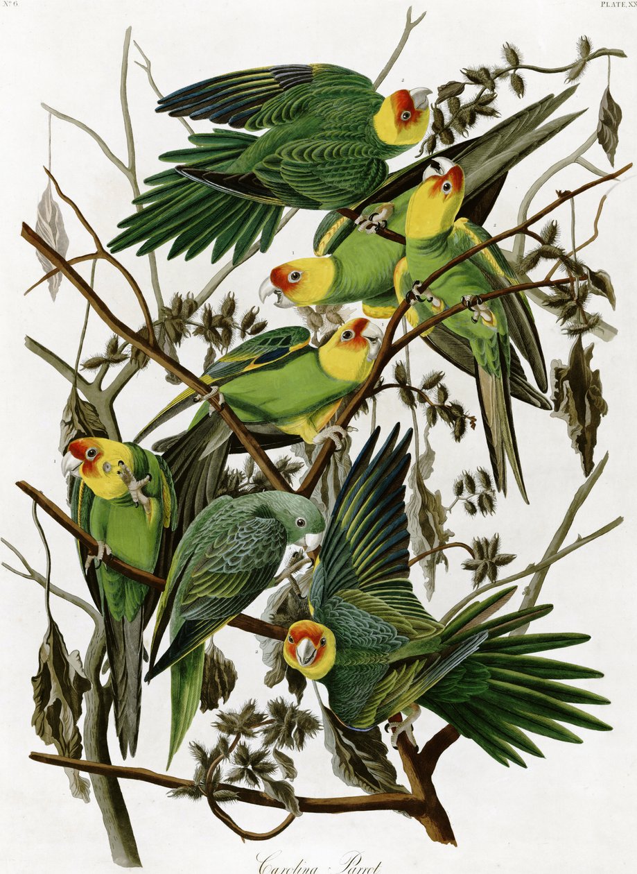 Karolina-Sittiche von John James Audubon (1833) von John James Audubon