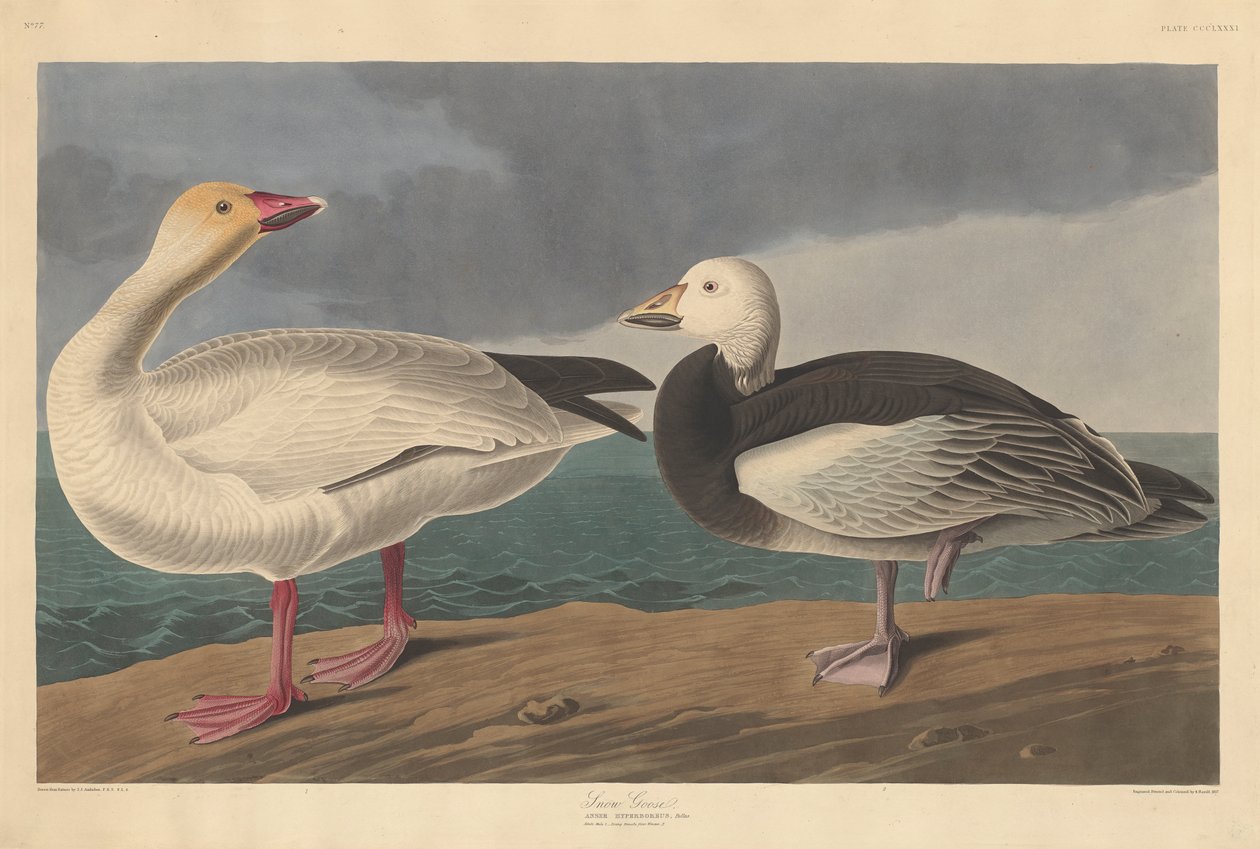 Schneegans, 1837 von John James Audubon