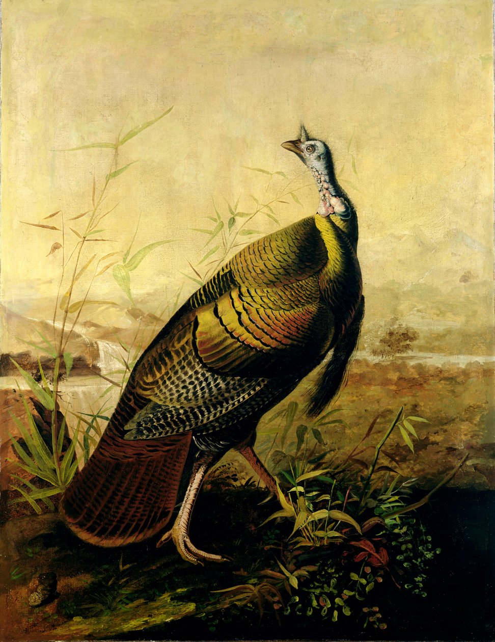 Der amerikanische Wildtruthahn von John James Audubon