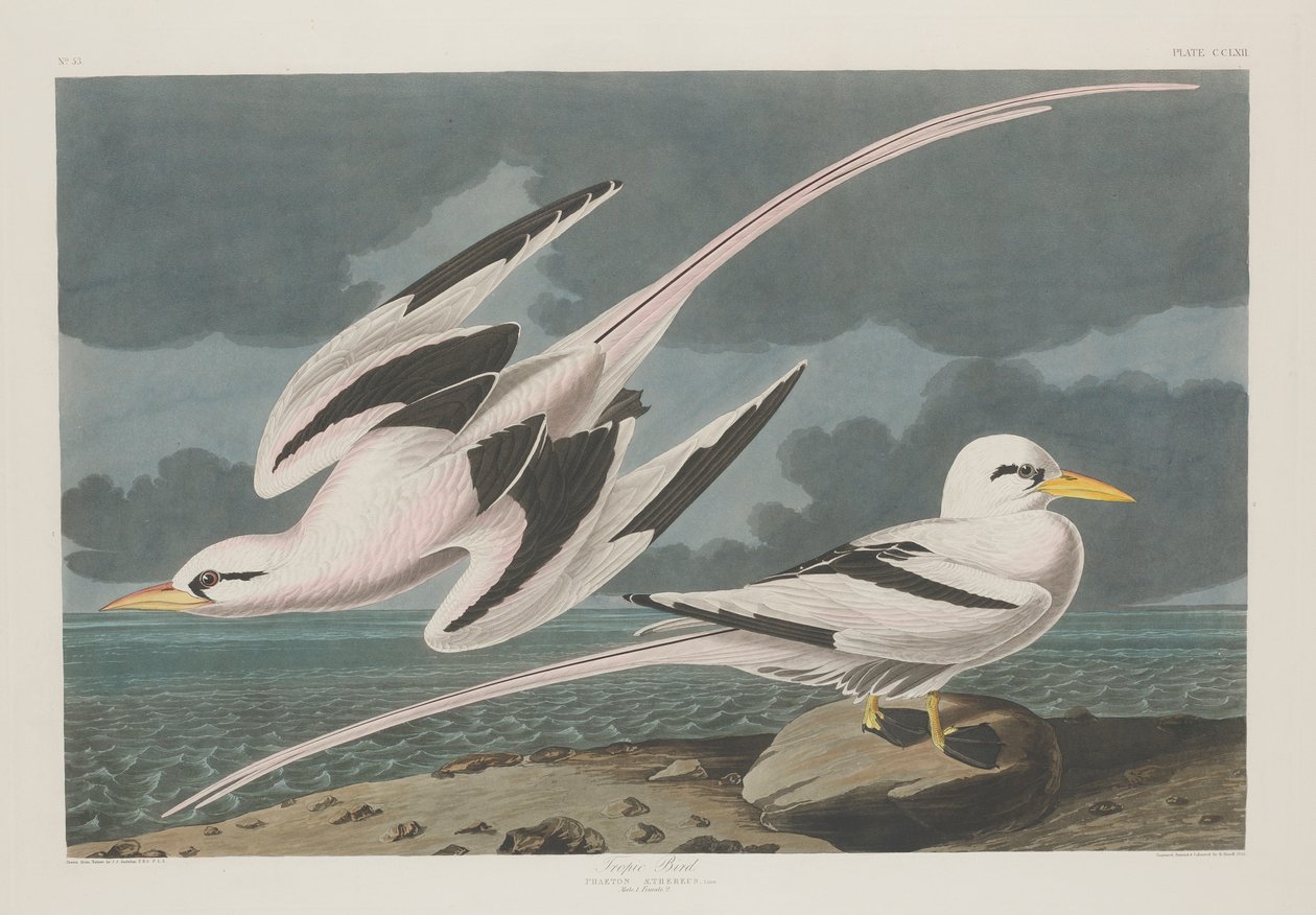 Tropikvogel, 1835 von John James Audubon