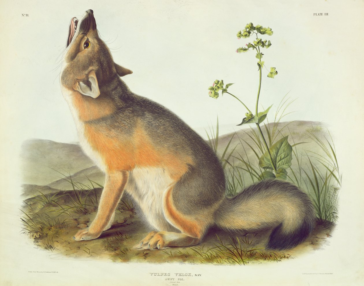 Vulpes Velox (Schnellfuchs), Tafel 52 aus 