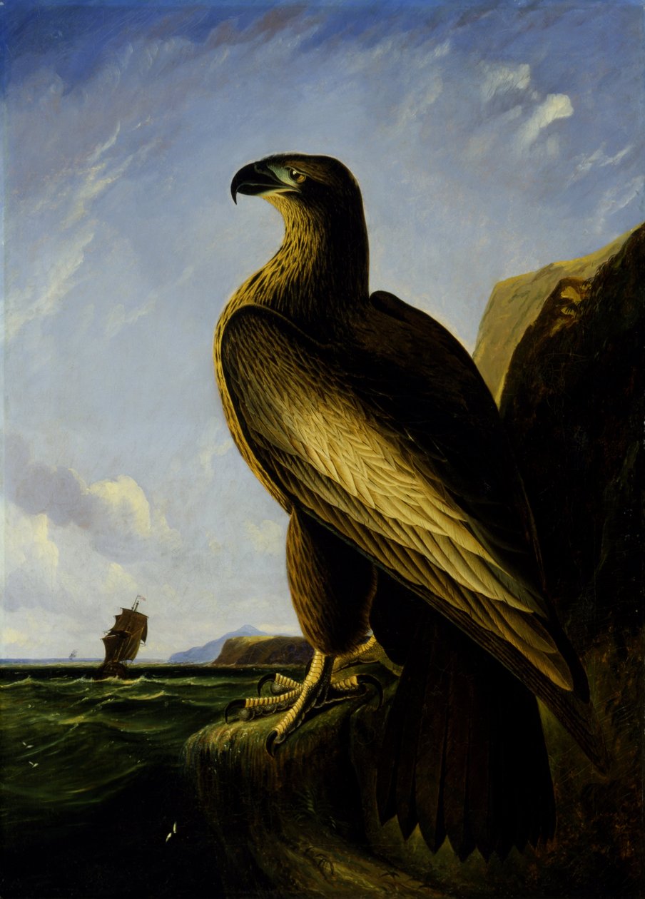 Washington Seeadler von John James Audubon
