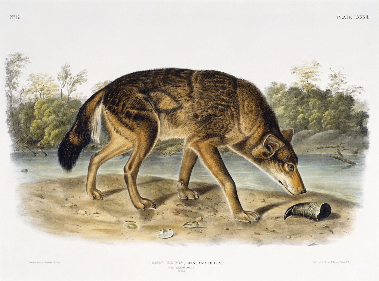 Roter Texanischer Wolf, 1845 von John James after Audubon