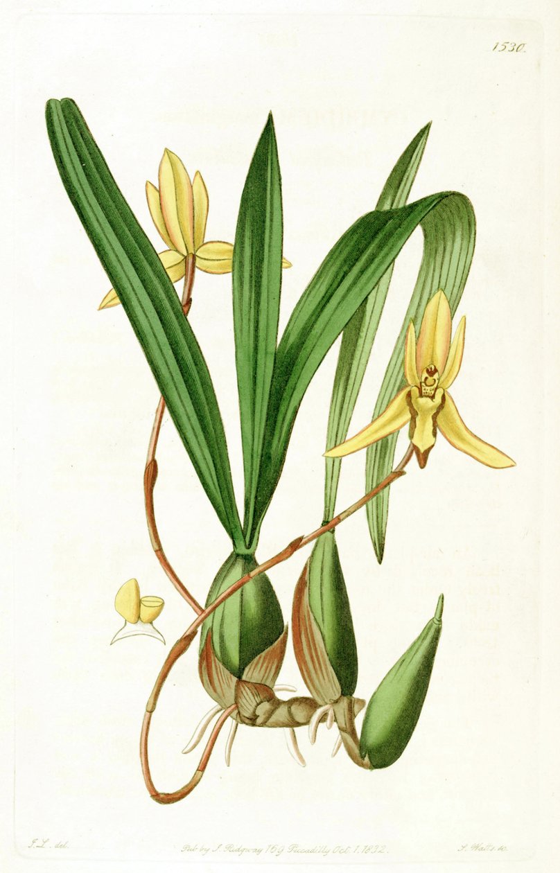 Brasiliorchis marginata (als syn. Cymbidium marginatum) von John Lindley