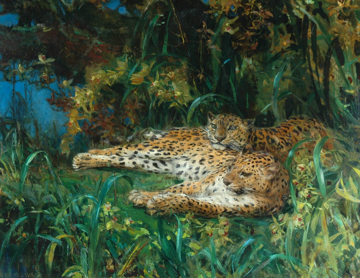 Indische Leoparden von John Macallan Swan