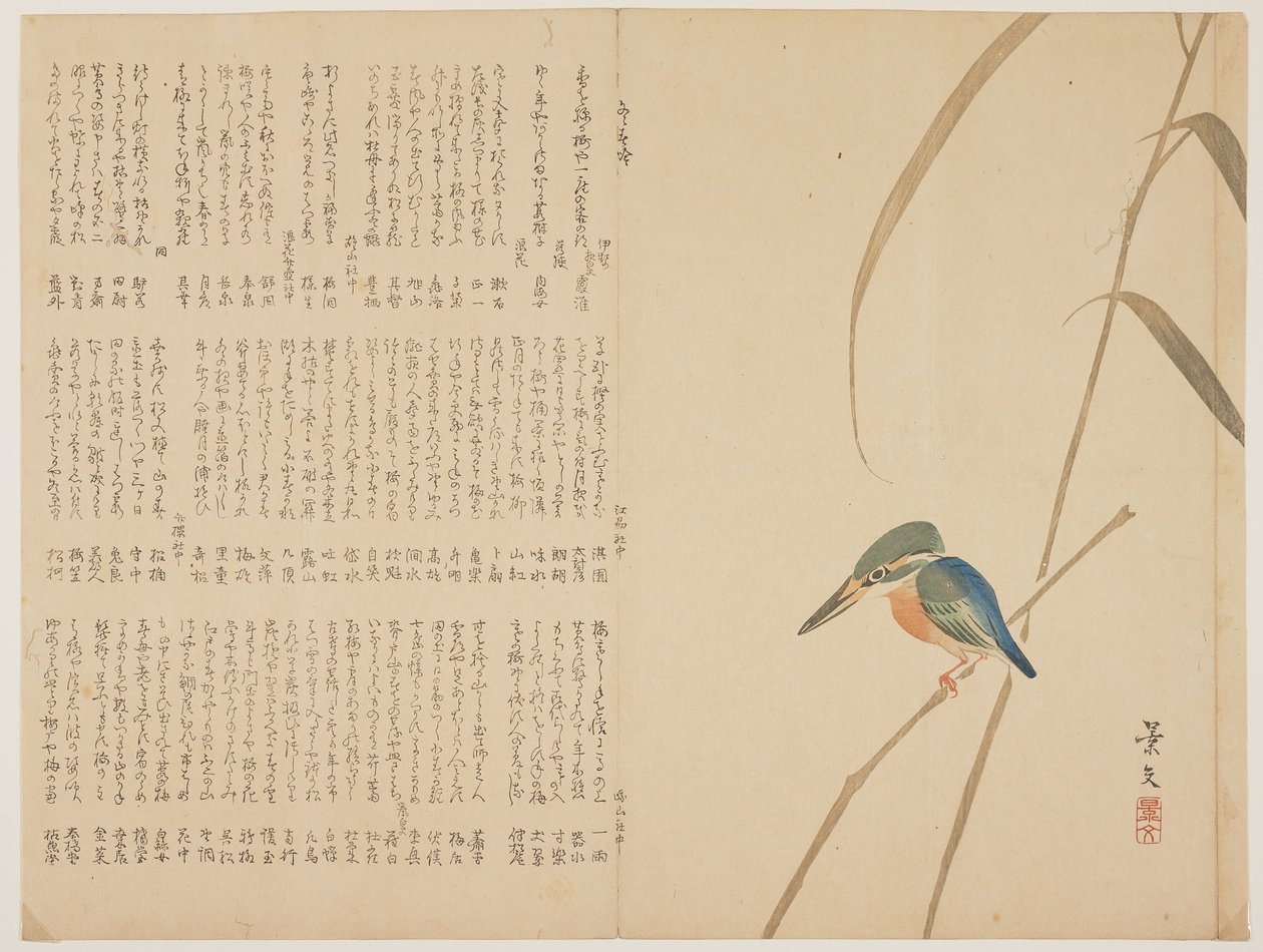 Eisvogel auf Schilf von John Thomas Barber Beaumont