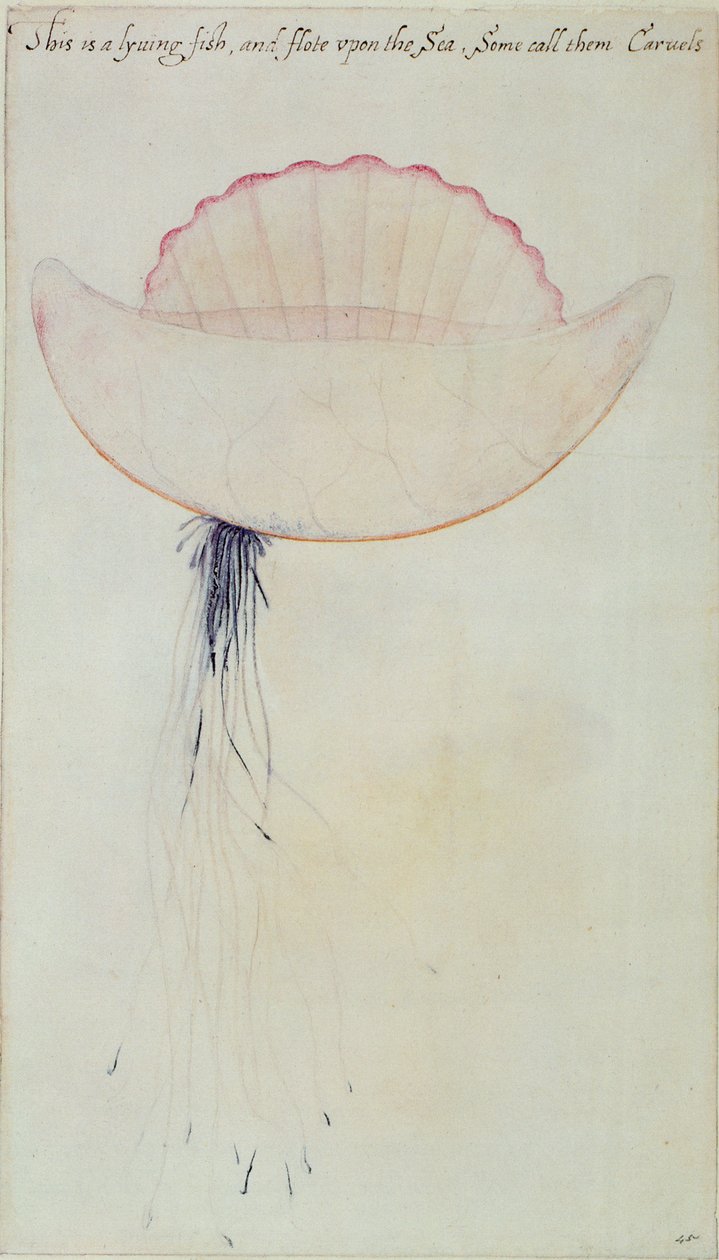 Portugiesische Galeere (Lithographie) von John White
