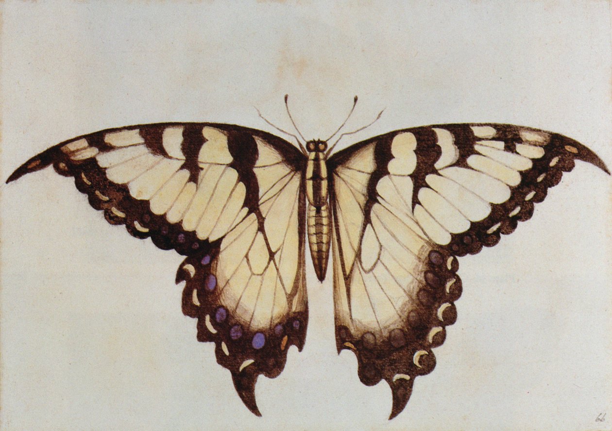 Schwalbenschwanz-Schmetterling von John White