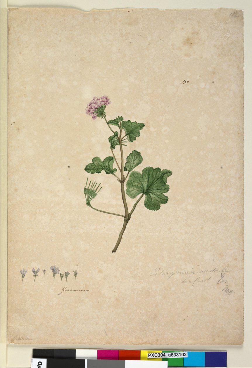 Seite 102. Pelargonium australe von John William Lewin