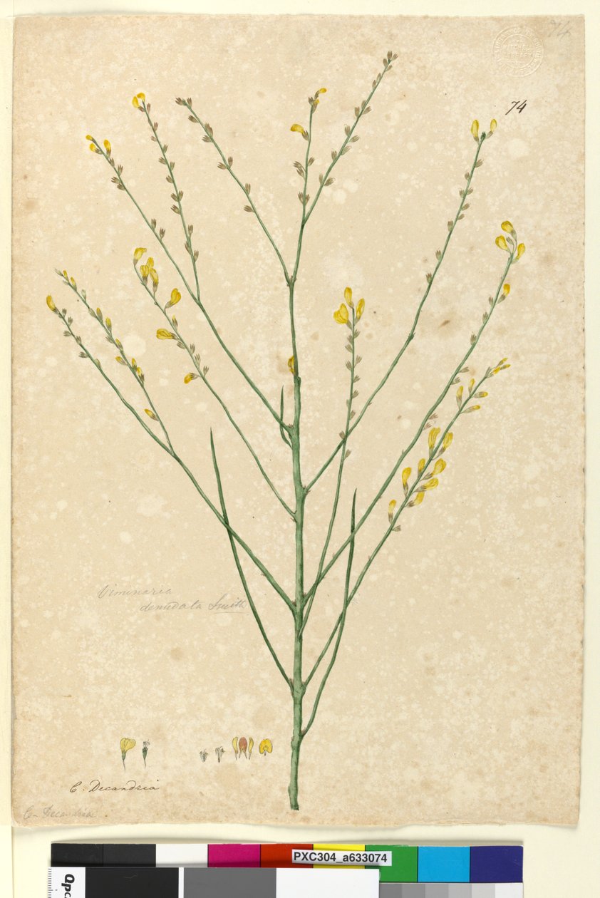 Seite 74. Viminaria denudata von John William Lewin