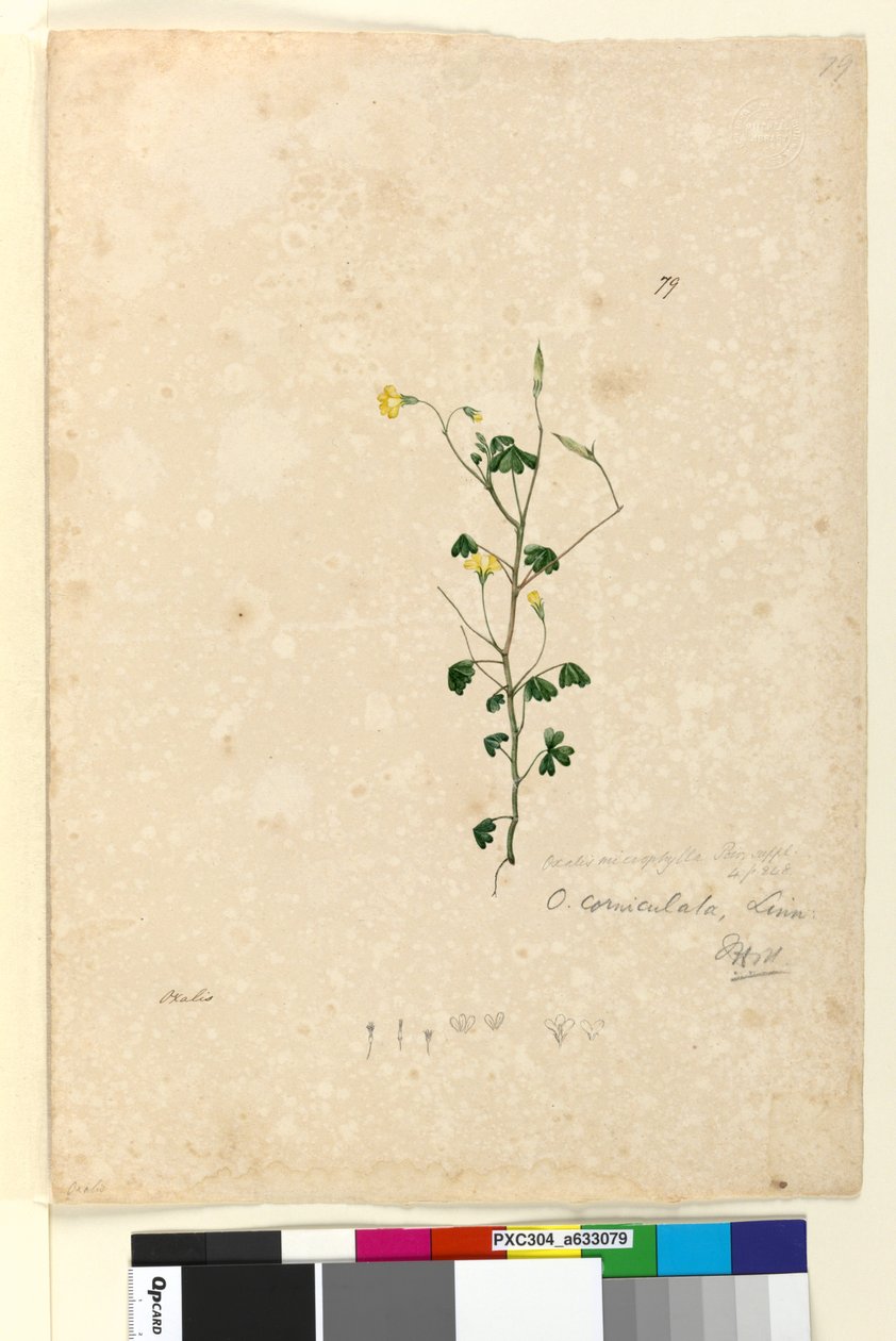 Seite 79. Oxalis corniculata von John William Lewin