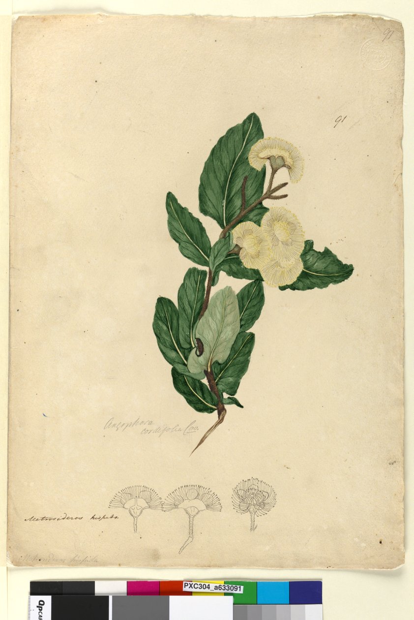 Seite 91. Angophora cordifolia von John William Lewin