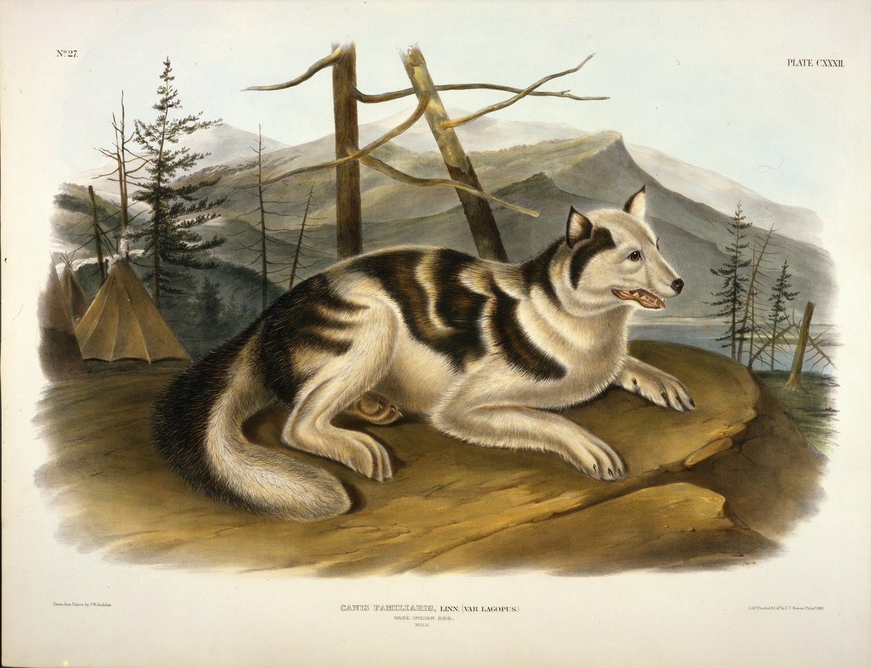 Hare-Indianer-Hund von John Woodhouse Audubon
