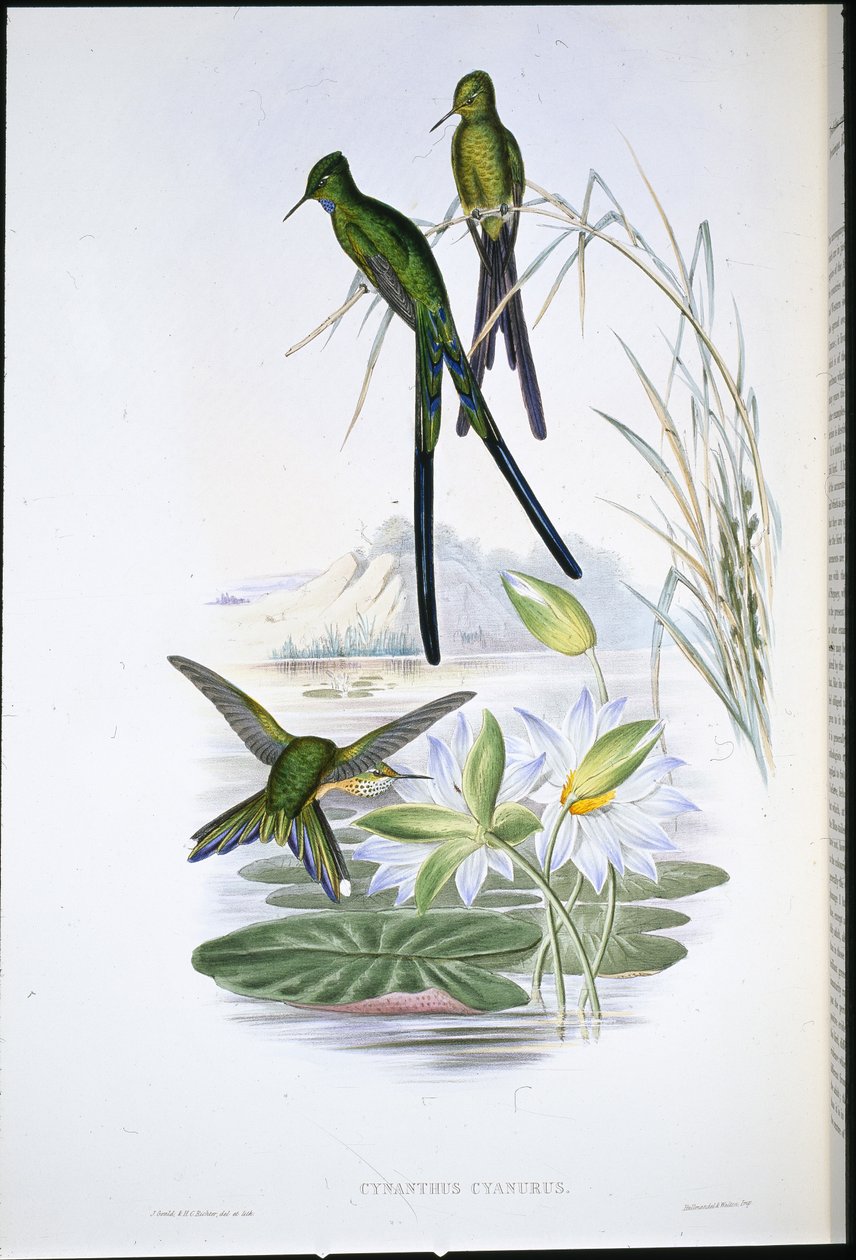 Blaugeschwänzter Sylphe (Cynanthus Cyanurus) von John (after) Gould