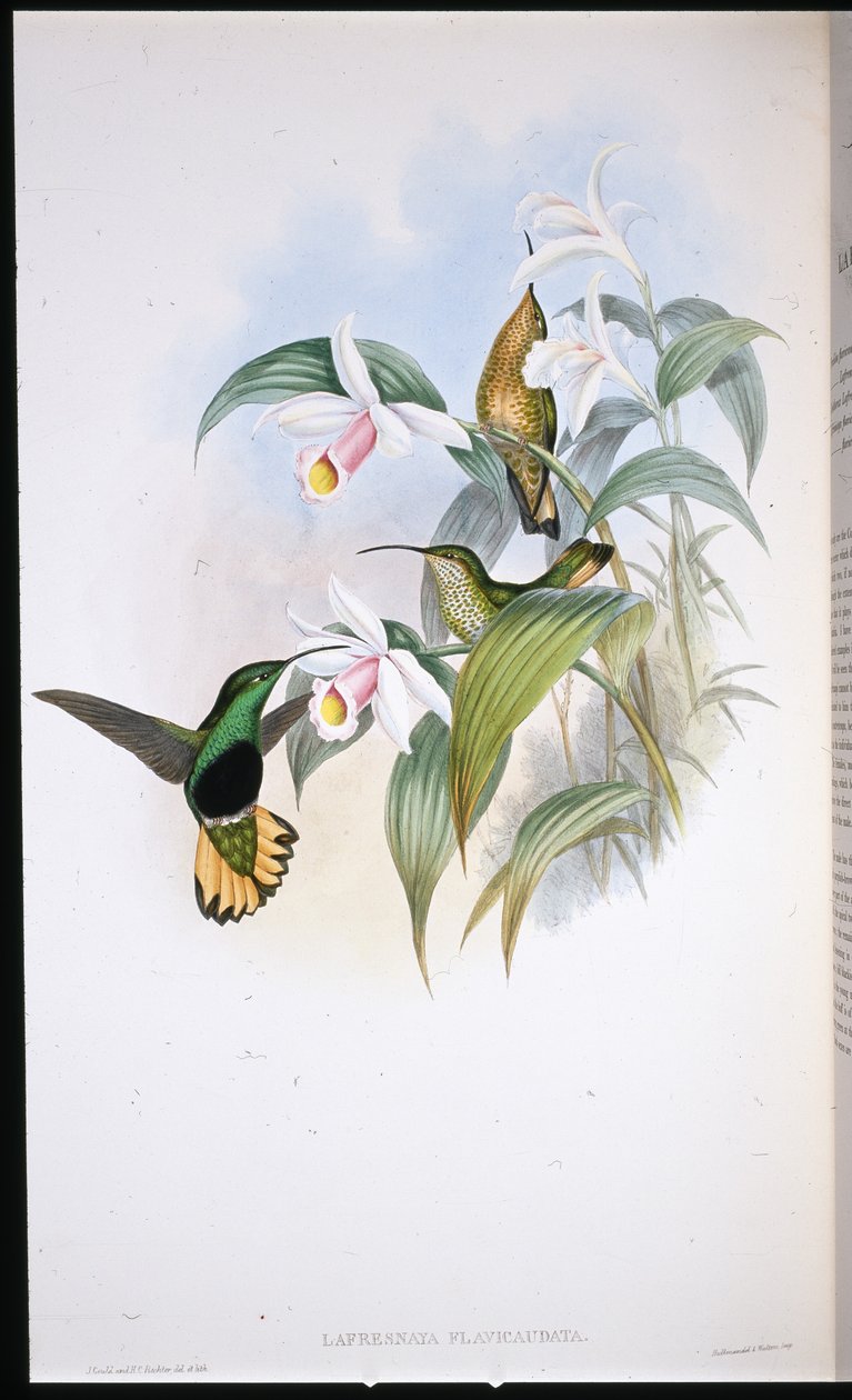 Gelbschwanz-Samtbrust (Lafresnaya Flavicaudata) von John (after) Gould