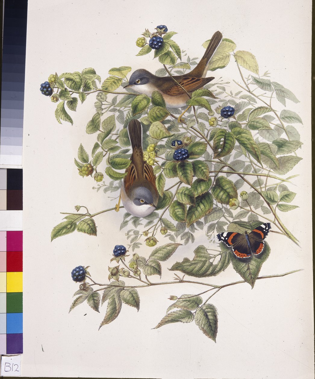 Dorngrasmücke (Sylvia communis) von John (after) Gould