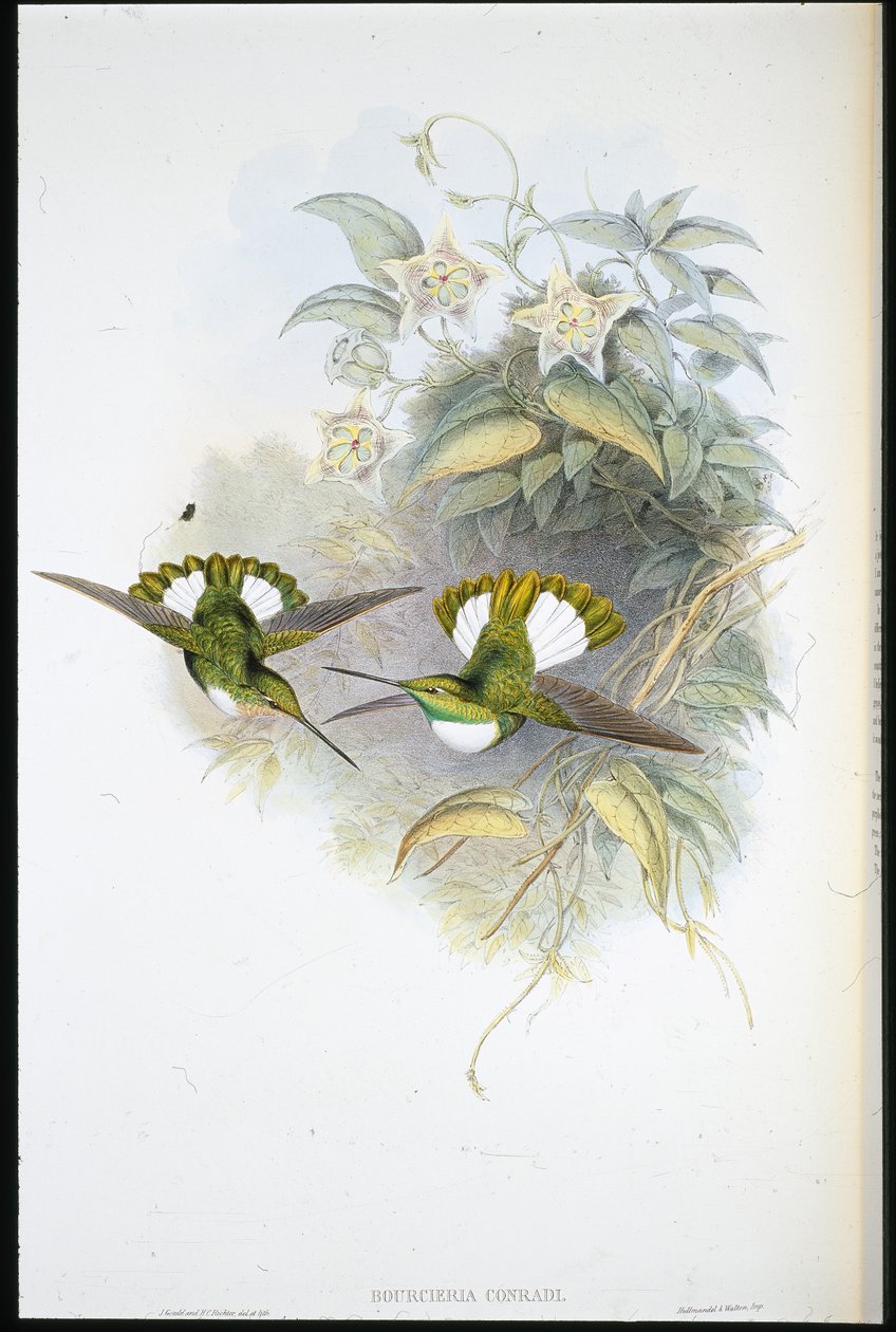 Conrads Inka von John (after) Gould