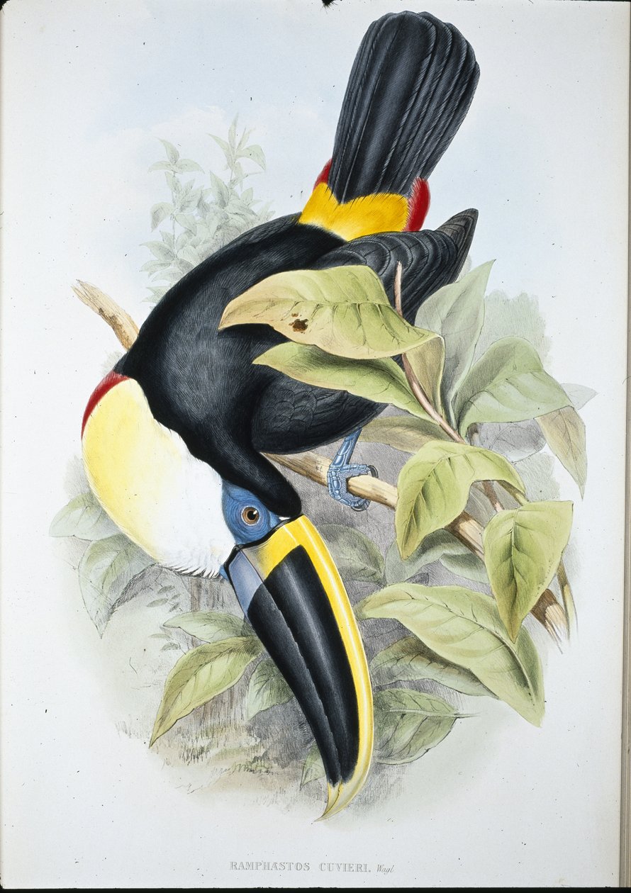 Cuviers Tukan (Ramphastos Cuvieri) von John (after) Gould