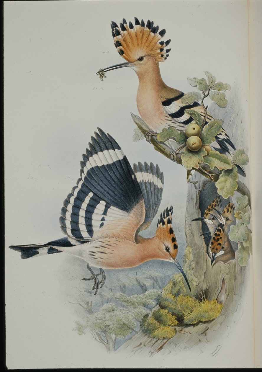 Wiedehopf (Upupa Epops) von John (after) Gould