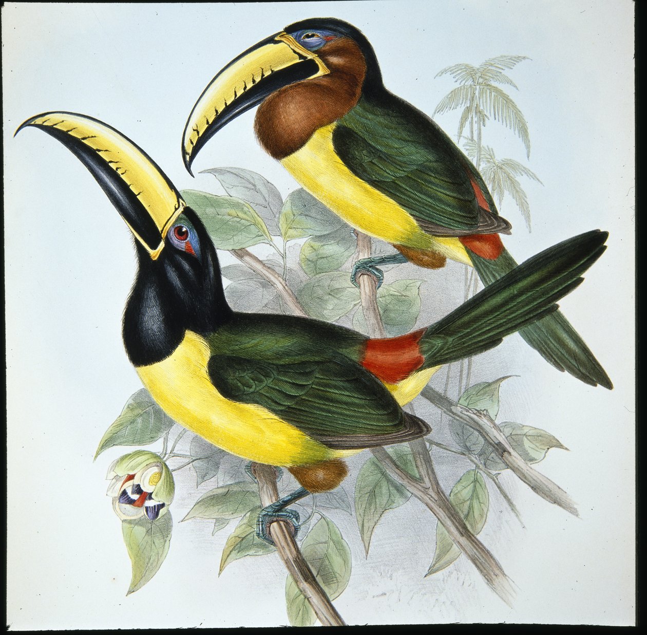 Humboldts Aracari (Pteroglossus Humboldti) von John (after) Gould