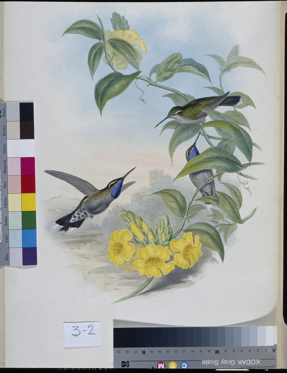 Kolibris (Delattria Clemenciae) von John (after) Gould