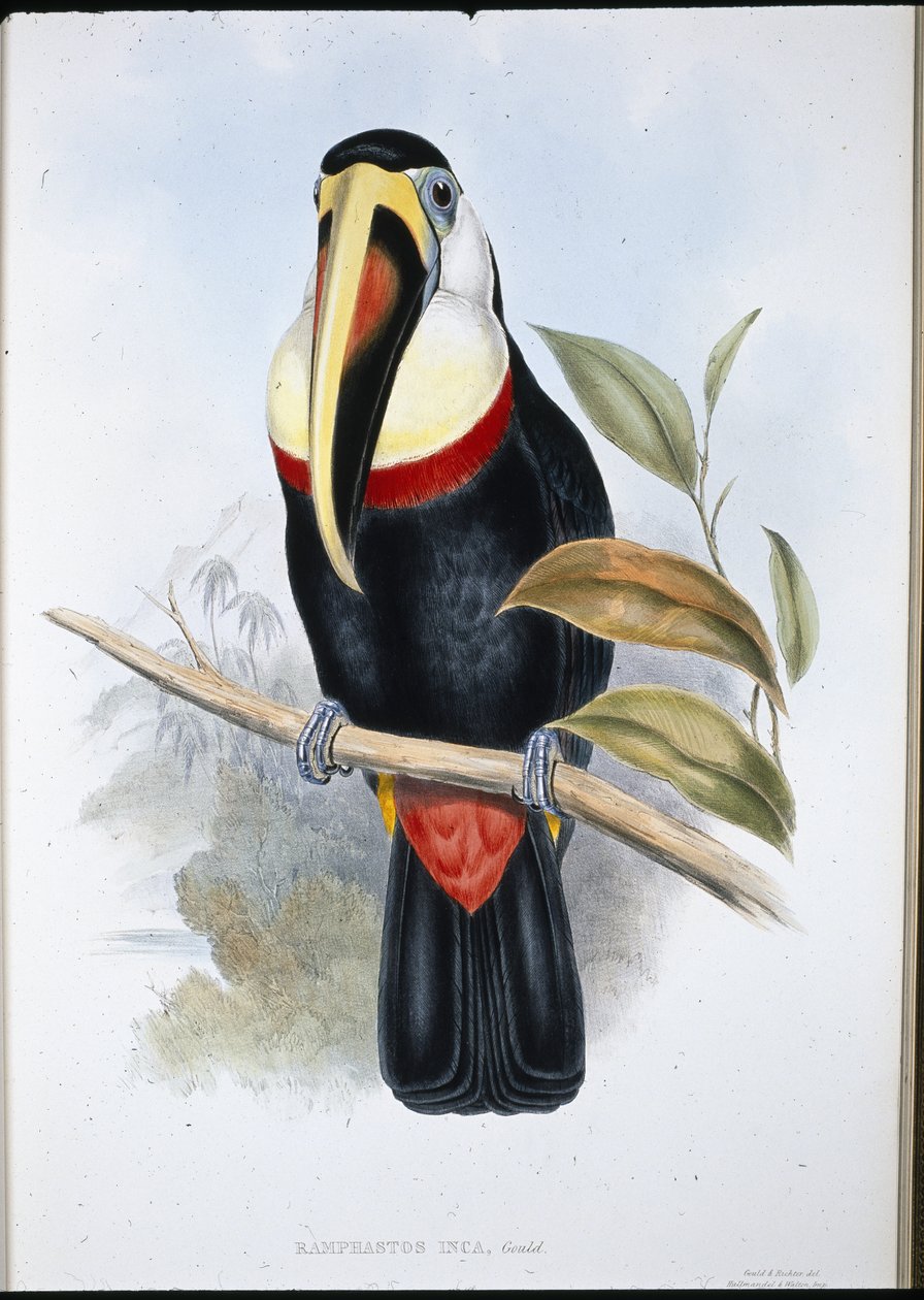 Inka-Tukan (Ramphastos Inica) von John (after) Gould