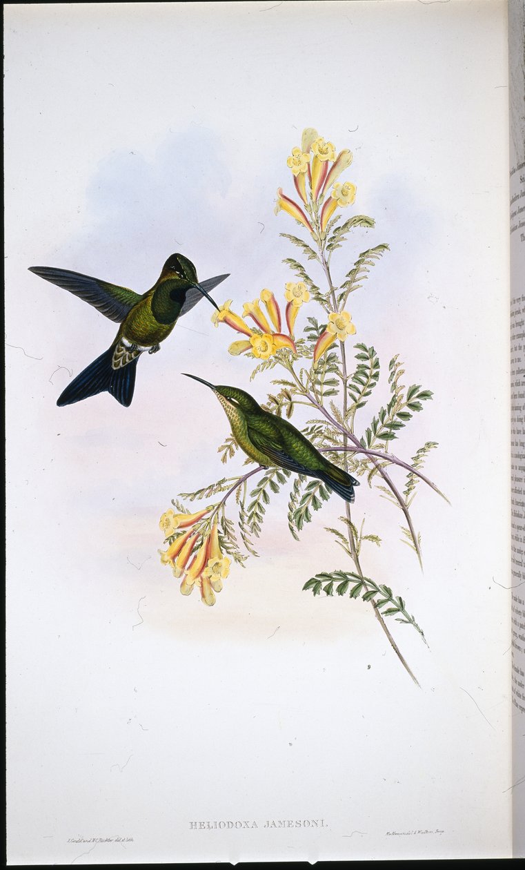 Jamesons Brillant von John (after) Gould