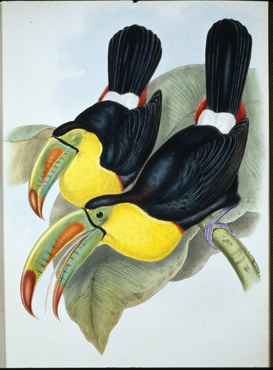 Fischertukan von John (after) Gould
