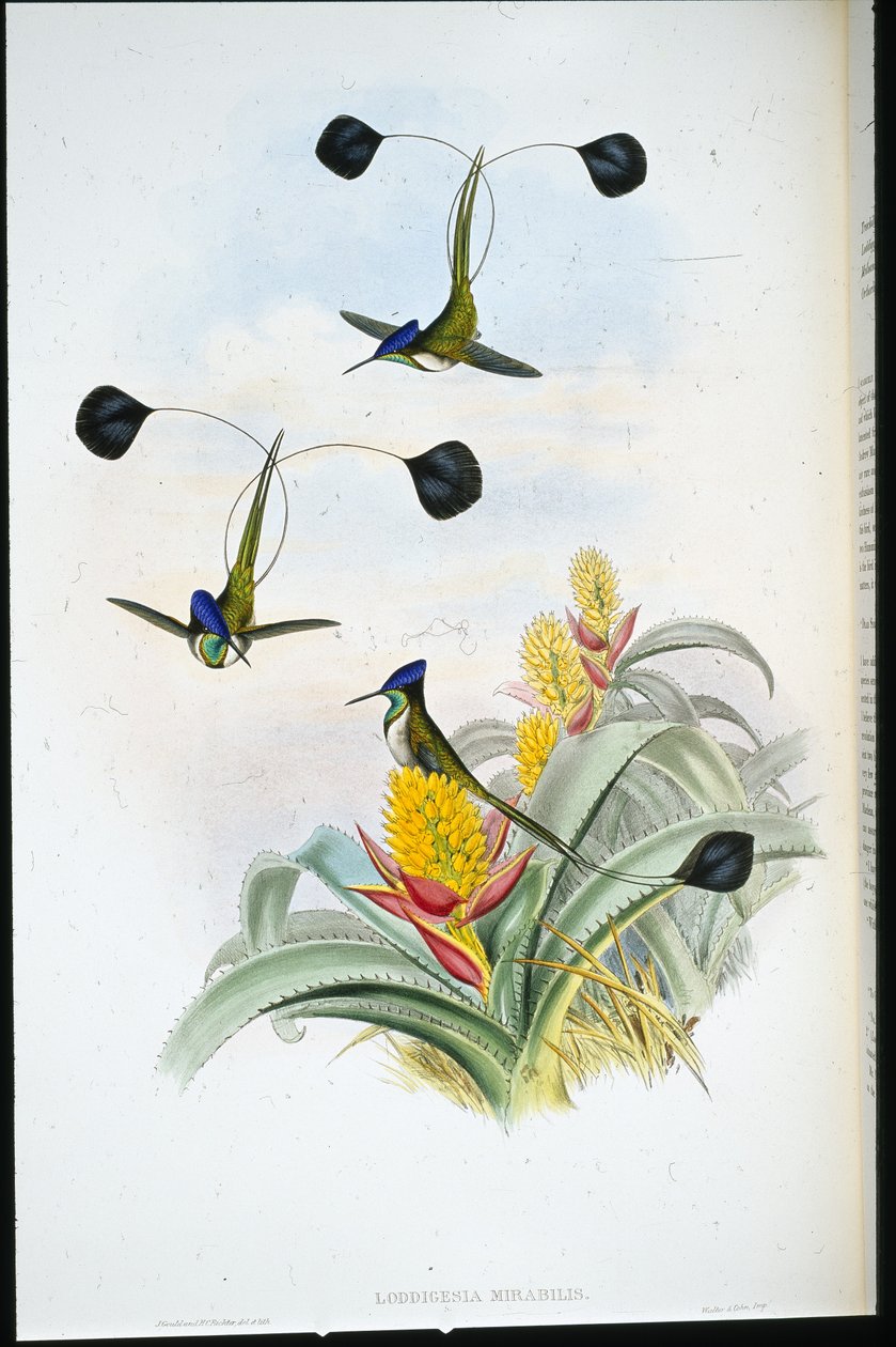 Wunderbarer Kolibri (Loddigesia Mirabilis) von John (after) Gould