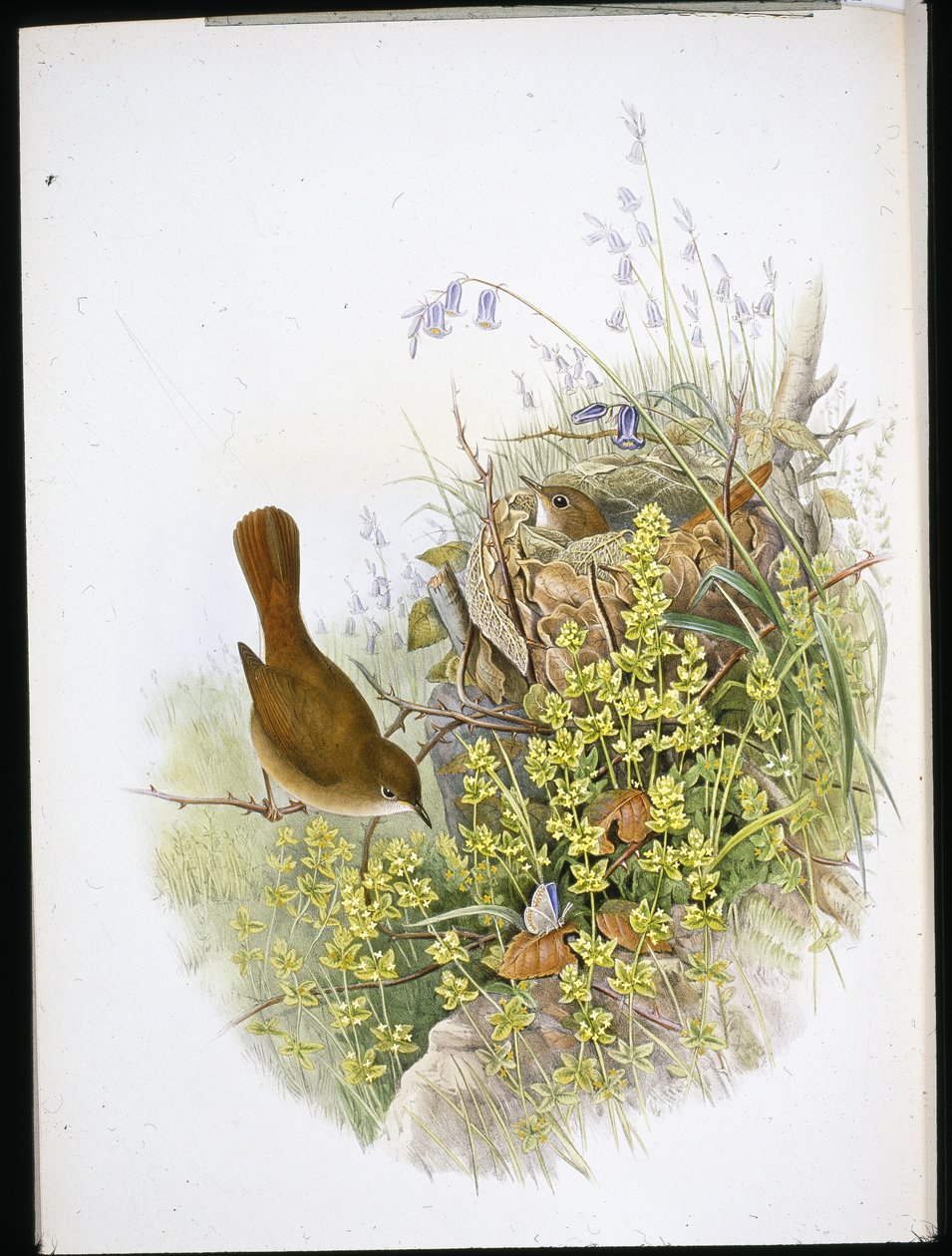 Nachtigall von John (after) Gould