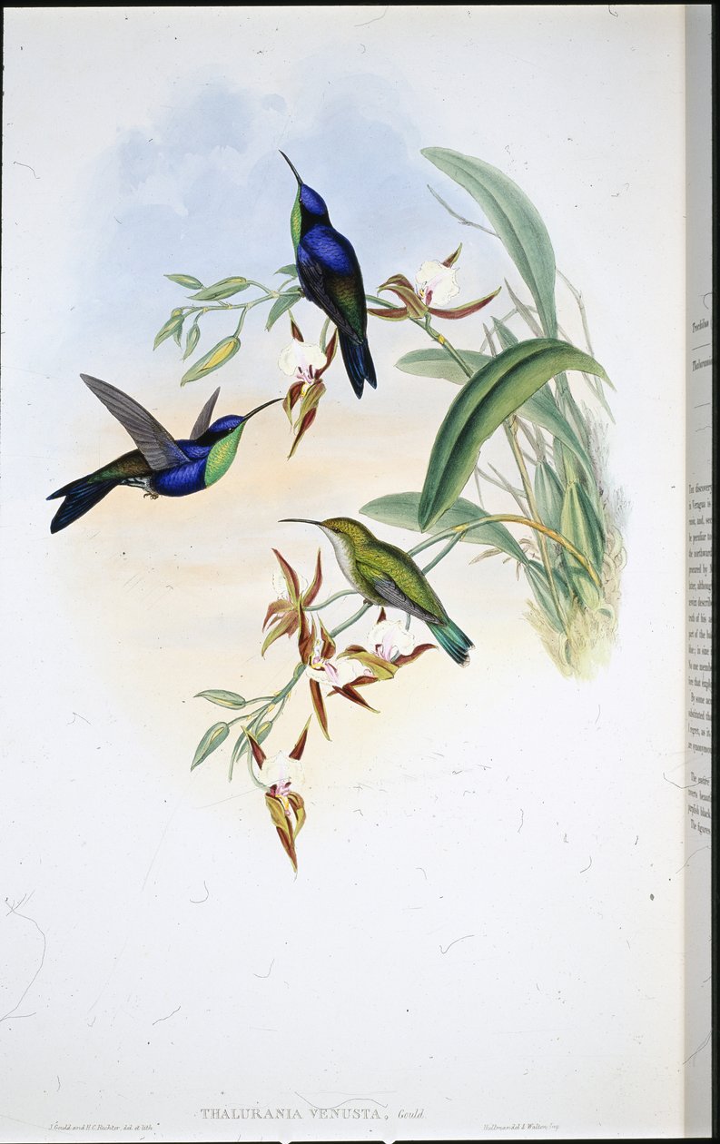 Veraguan Panoplites (Thalurania Venusta) von John (after) Gould