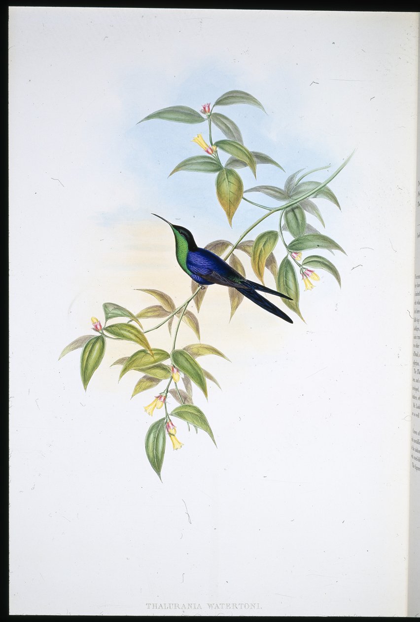 Watertons Waldnymphe (Thalurania Watertoni) von John (after) Gould