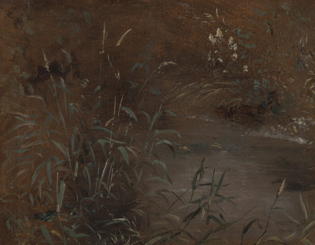 Schilf an einem Teich von John Constable